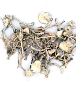 Albino Dried Magic Mushrooms